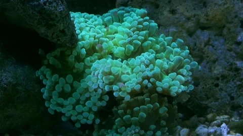 Bright fluffy Sea Anemon close -up in slow movement. Coral reef Stock Footage 135249826