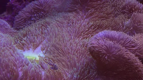 Bright fluffy Sea Anemon close -up in slow movement. Coral reef Stock Footage 135250241