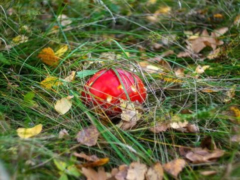 Bright fly agarics in the grass Stock Photos