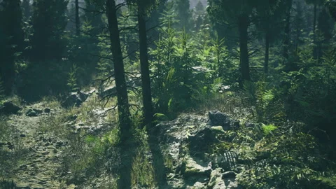 Bright foliage intricate. Soft beams reveal detailed moss and green leaves Video stock 339799046