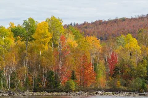 Bright Foliage Stock Photos