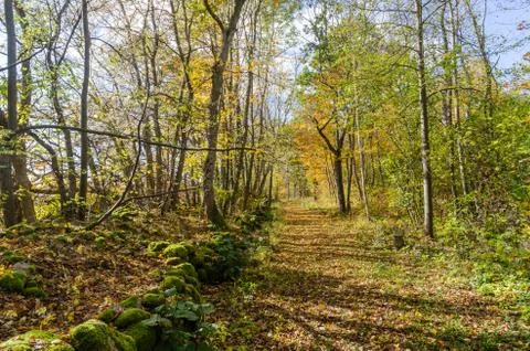Bright footpath with fall colors in a deciduous forest Stock Photos