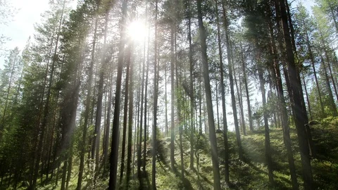 Bright Forest Background Animation Stock Footage 88309314