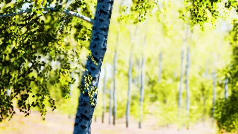 Bright forest with a birch tree during daytime Stock Footage 344160097