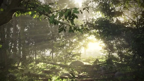 Bright Forest Stock Footage 303552039