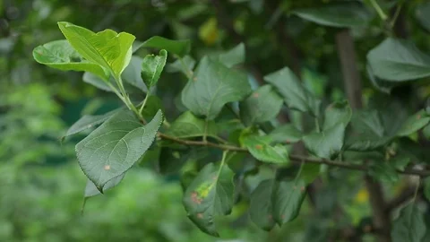 Bright forest greens in the forest. Background with unusual plant foliage Stock Footage 113278901
