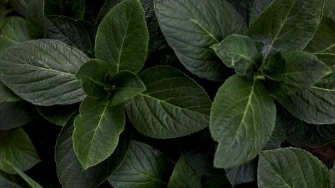 Bright forest greens in the park. Background with unusual plant foliage Stock Footage 129630840
