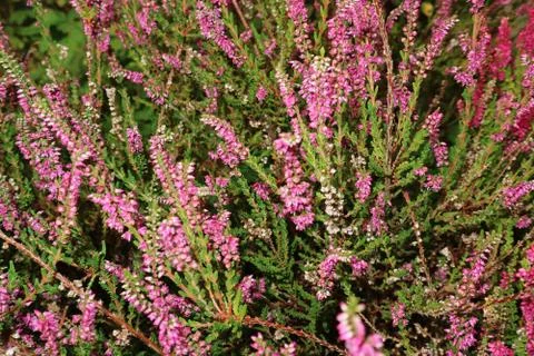 Bright forest Heather flowers as background for design. Stock Photos