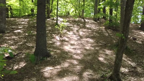 BRIGHT FOREST POV Stock Footage 195551008