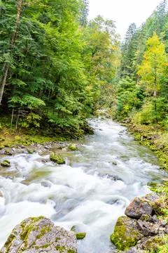 Bright Forest River with Flowing Rapids Stock Photos
