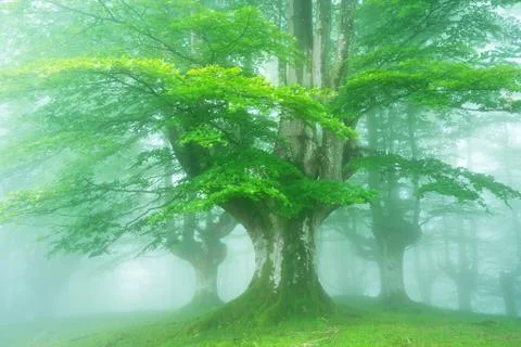 Bright forest in spring Stock Photos