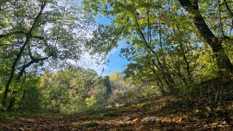 Bright Forest Trees with Blue Sky in Sunny Autumn Day Stock Footage 320771289