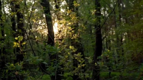 Bright forest view Vídeo Stock 296651585