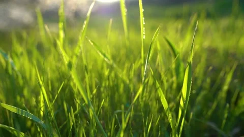 Bright frame of green grass on the open meadow of nature. Spring-summer concept Stock-Footage 157749869