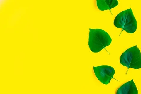 Bright fresh green leafs pattern on bright yellow background. Minimal concept Stock Photos