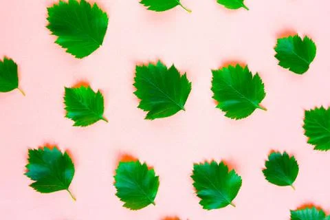 Bright fresh green leafs pattern on pink pastel background. Minimal concept. Stock Photos