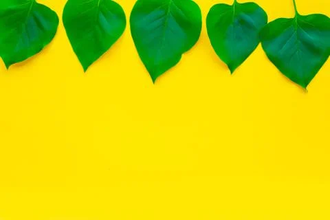 Bright fresh green leafs pattern on bright yellow background. Minimal concept Foto stock