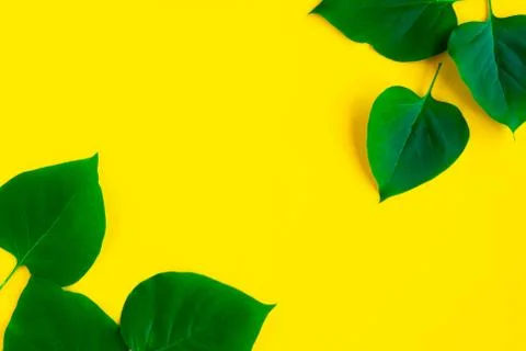 Bright fresh green leafs pattern on bright yellow background. Minimal concept Foto stock