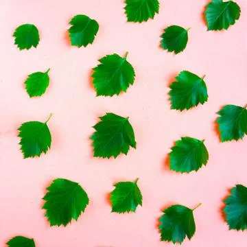 Bright fresh green leafs pattern on pink pastel background. Minimal concept. Stock Photos