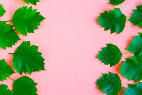Bright fresh green leafs pattern on pink pastel background. Minimal concept. Foto stock