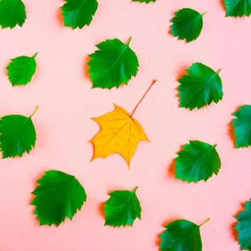 Bright fresh green leafs pattern and yellow maple leaf on pink pastel backgro Stock Photos
