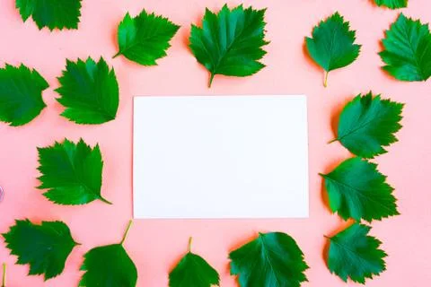 Bright fresh green leafs pattern and white mockup blank on pink pastel backgr Foto stock