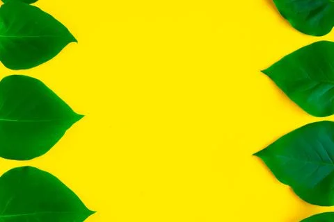 Bright fresh green leafs pattern on bright yellow background. Minimal concept Stock Photos