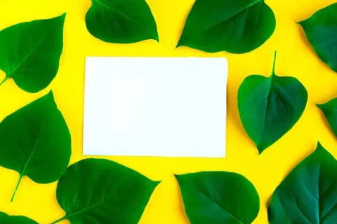 Bright fresh green leafs pattern and white mockup blank on bright yellow back Foto stock