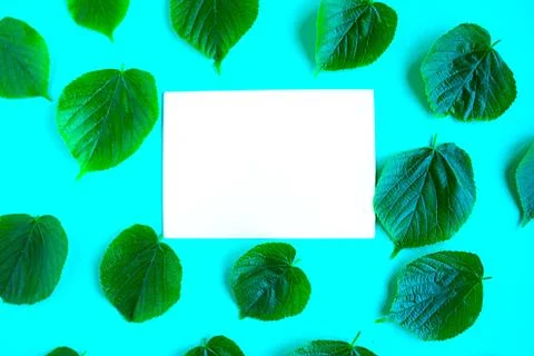Bright fresh green leafs pattern and white mockup blank on bright blue backgr Stock Photos