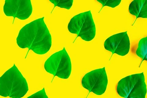 Bright fresh green leafs pattern on bright yellow background. Minimal concept Foto stock