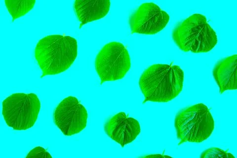 Bright fresh green leafs pattern on bright blue background. Minimal concept.  Foto stock