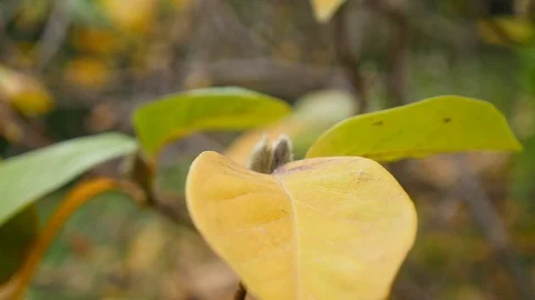 Bright fresh leaves close-up Stock Footage 87187737
