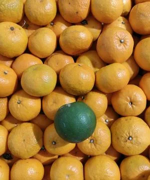 Bright Fresh Oranges Stock Photos