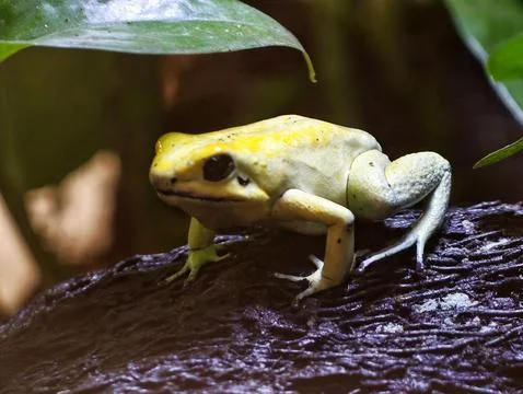 Bright frog alert on textured tree bark. Yellow amphibian sits atop log in .. Stock Photos