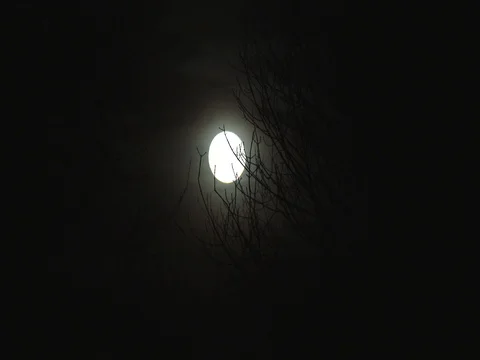 Bright Full Moon - Clouds - Bare Tree Branches Stock Footage 84017641