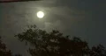 Bright Full Moon, Clouds, & Trees HD Footage