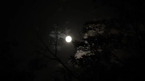 Bright full moon in dark night sky behind tree branches silhouette Stock Footage 322762803