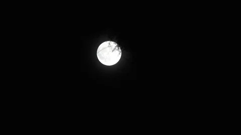 Bright Full Moon Disappears Behind Tree Timelapse Video stock 119849236