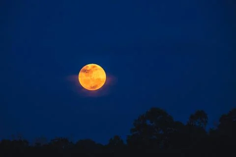 Bright full moon glowing in night sky above forest silhouette Stock Photos