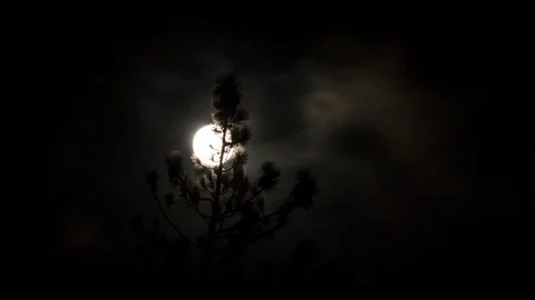 Bright full moon rise in a cloudy sky behind a pine tree timelapse Stock Footage 96885245