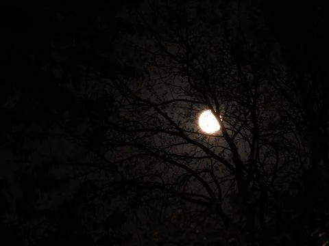 A bright full moon seen through dark tree branches Stock Photos
