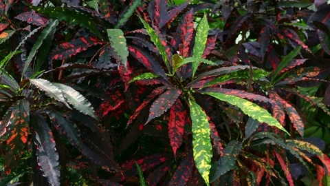 Bright garden Croton or Codiaeum Variegatum red and green leaves in the garden Stock Footage 246330746