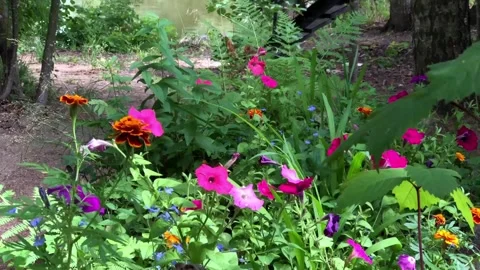 Bright garden flowers in the backyard Stock Footage 303810199