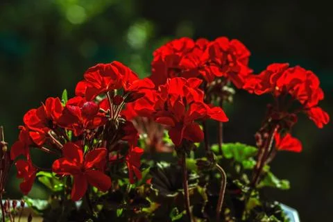 Bright Geranium flowers. Stock Photos