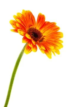 Bright gerbera Stock Photos