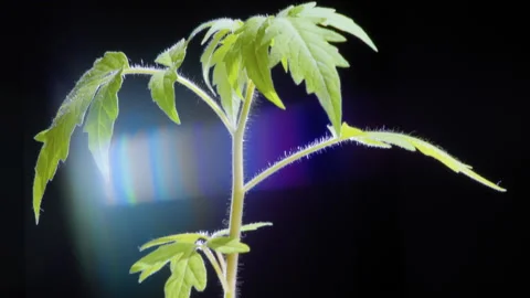 Bright glint of light illuminates a young plant in a pot on a black background. Stock Footage 146146865