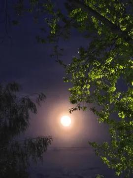 Bright glowing full moon framed by green and dark tree branches at night. Stock-Fotos