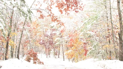 Bright glowing winter forest Stock Footage 74062560