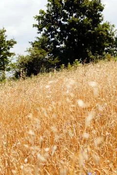Bright gold grass Stock Photos
