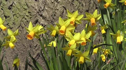 Bright Golden Easter Daffodil Flowers Gently Blowing in Spring Breeze Stock-Footage 48667963